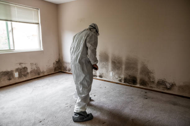 Best Mold Damage Repair  in Surfside Beach, SC